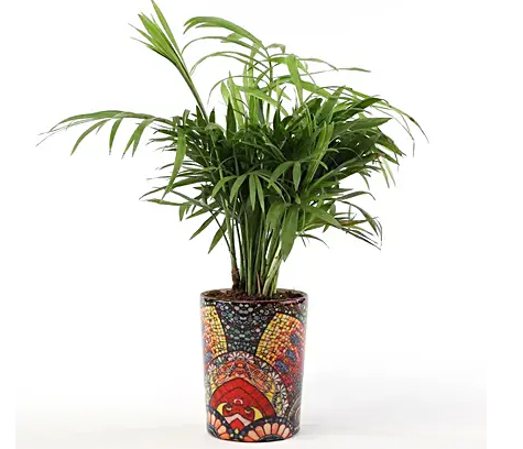 Chamaedorea Plant with Printed Ceramic Vase